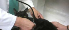 veterinários-sobral-1361472945