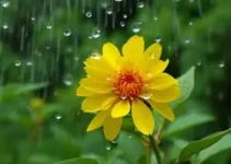 previsão do tempo em Sobral