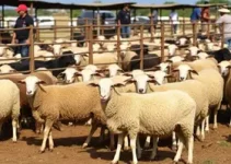 venda pública de ovinos em Sobral