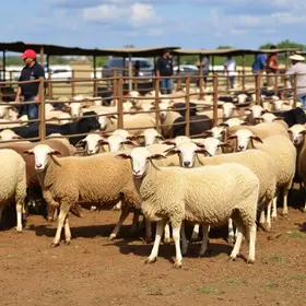 venda pública de ovinos em Sobral