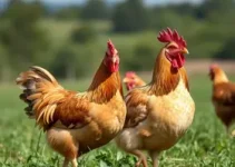 produção de galinha caipira