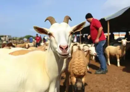 Últimas noticias de Sobral